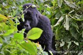 Uganda - Kisoro - NP Bwindi