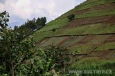 Uganda - Kisoro