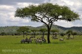 Tanzánie - NP Serengeti
