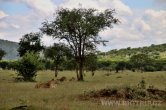 Tanzánie - NP Serengeti