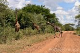 Tanzánie - NP Serengeti