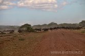 Tanzánie - NP Serengeti