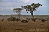 Tanzánie - NP Serengeti