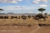 Tanzánie - NP Serengeti