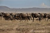 Tanzánie - NP Serengeti