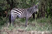 Tanzánie - NP Serengeti
