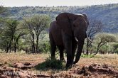 Tanzánie - NP Serengeti