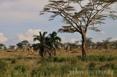 Tanzánie - NP Serengeti