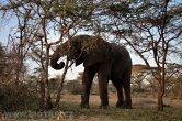 Tanzánie - NP Serengeti