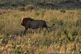 Tanzánie - NP Serengeti