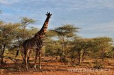 Tanzánie - NP Serengeti
