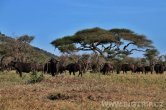 Tanzánie - NP Serengeti