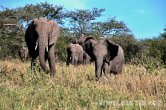 Tanzánie - NP Serengeti