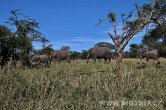 Tanzánie - NP Serengeti
