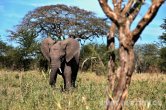 Tanzánie - NP Serengeti