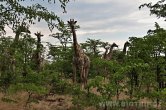 Zimbabwe - NP Hwange