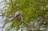 Zimbabwe - NP Hwange
