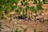 Zimbabwe - NP Hwange