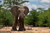 Zimbabwe - NP Hwange