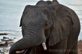 Zimbabwe - NP Hwange