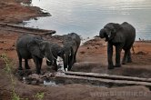 Zimbabwe - NP Hwange