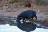Zimbabwe - NP Hwange