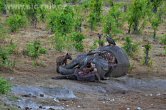 Zimbabwe - NP Hwange