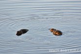 Zimbabwe - NP Hwange
