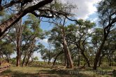 Zimbabwe - NP Hwange