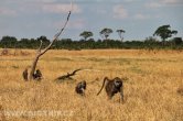 Zimbabwe - NP Hwange
