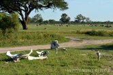 Zimbabwe - NP Hwange