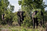 Zimbabwe - NP Hwange