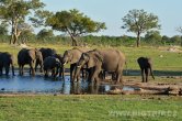 Zimbabwe - NP Hwange