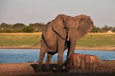 Zimbabwe - NP Hwange