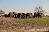 Zimbabwe - NP Hwange