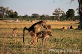 Zimbabwe - NP Hwange