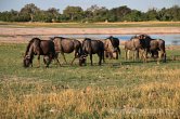 Zimbabwe - NP Hwange