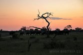 Zimbabwe - NP Hwange