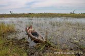 Botswana - Okavango delta