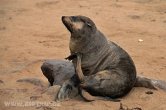 Namibie - Seal colony