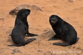 Namibie - Seal colony