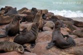 Namibie - Seal colony