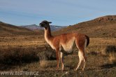 Chile - Torres del Paine