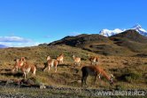 Chile - Torres del Paine