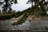 Argentina - oblast Bariloche