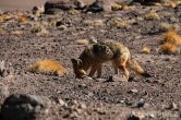 Chile - Atacama desert