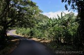 Panama - Bosque