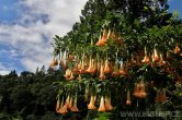 Panama - Bosque