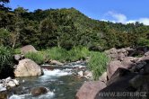 Panama - Bosque