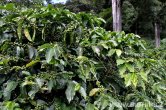 Panama - Bosque